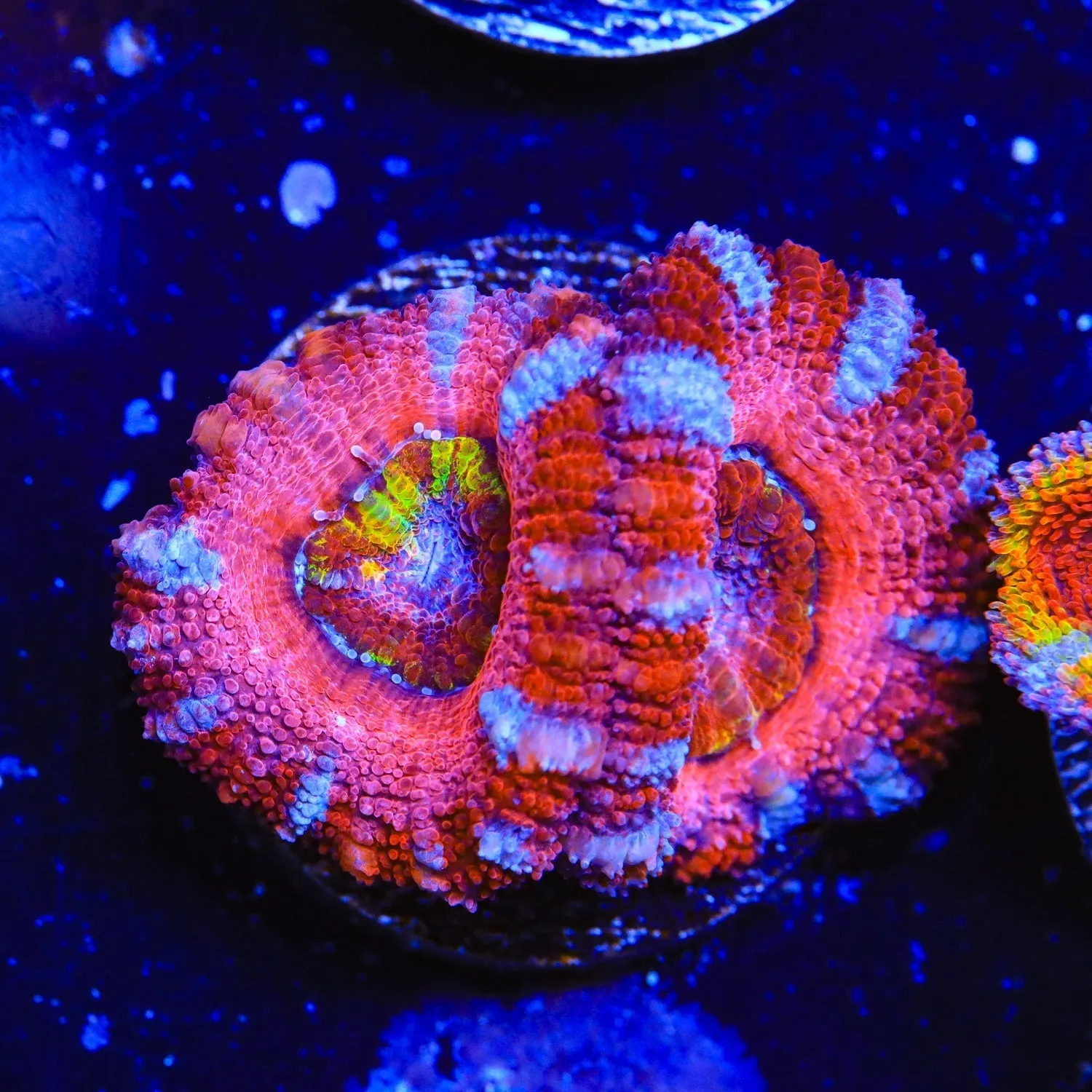 Strawberry Rainbow Acan Coral